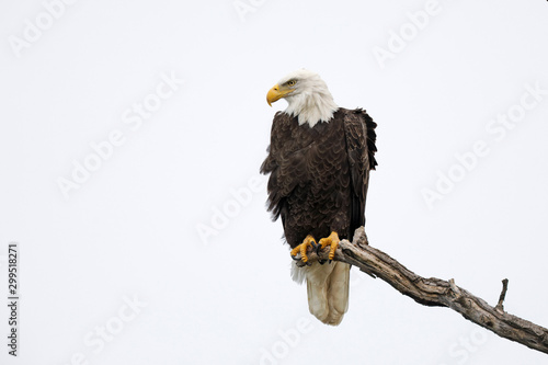 Bald Eagle perched on a dead branch