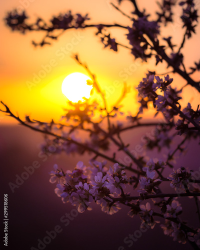 fiori di mandorlo al tramonto  © jeferstellari