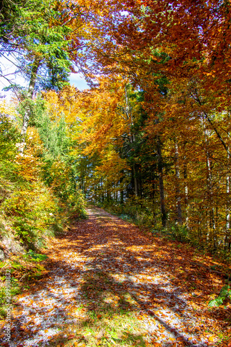 Herbstbäume  © christakramer