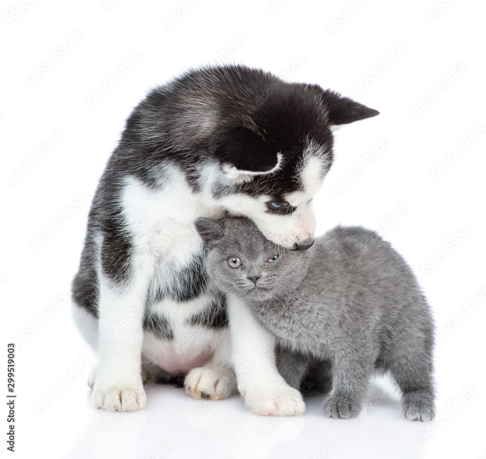 Friendly Siberian Husky puppy and cute british kitten sit together. isolated on white background