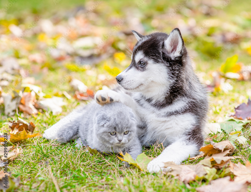 Husky puppy hugs baby kitten in autumn park Husky puppy hugs baby kitten in autumn park