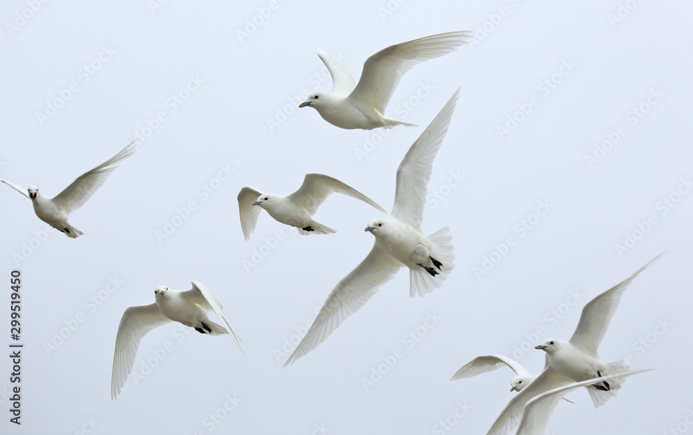 Obraz premium Ivory Gull (Pagophila eburnean) in the Arctic