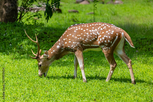 Fotografija cheetal or chital deer, also known as spotted deer in lush forest meadow