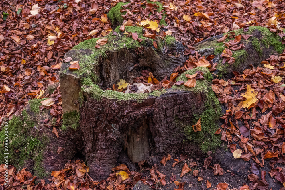 Baumstumpf verrottet so langsam im Wald Baumstumpf verrottet so langsam im Wald