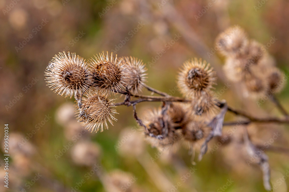 Thistle Thistle