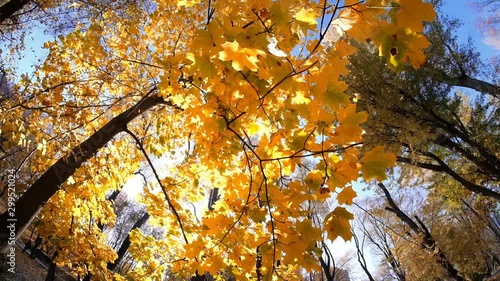 Autumn orange foliage and lens sun flare sunshine, bright.