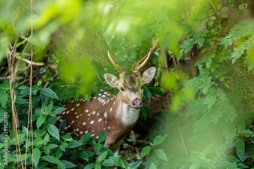 Bilde på lerret cheetal or chital deer, also known as spotted deer in lush forest meadow