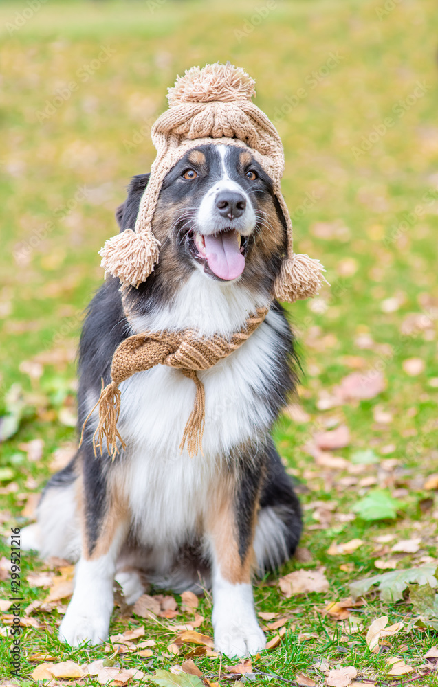 Australian sales shepherd hat