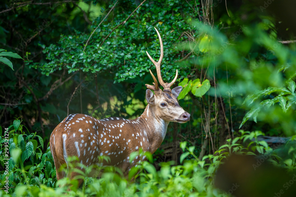 cheetal or chital deer, also known as spotted deer in lush forest meadow. Deer family cheetal or chital deer, also known as spotted deer in lush forest meadow. Deer family