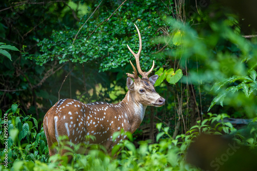 cheetal or chital deer, also known as spotted deer in lush forest meadow. Deer family © Rahul