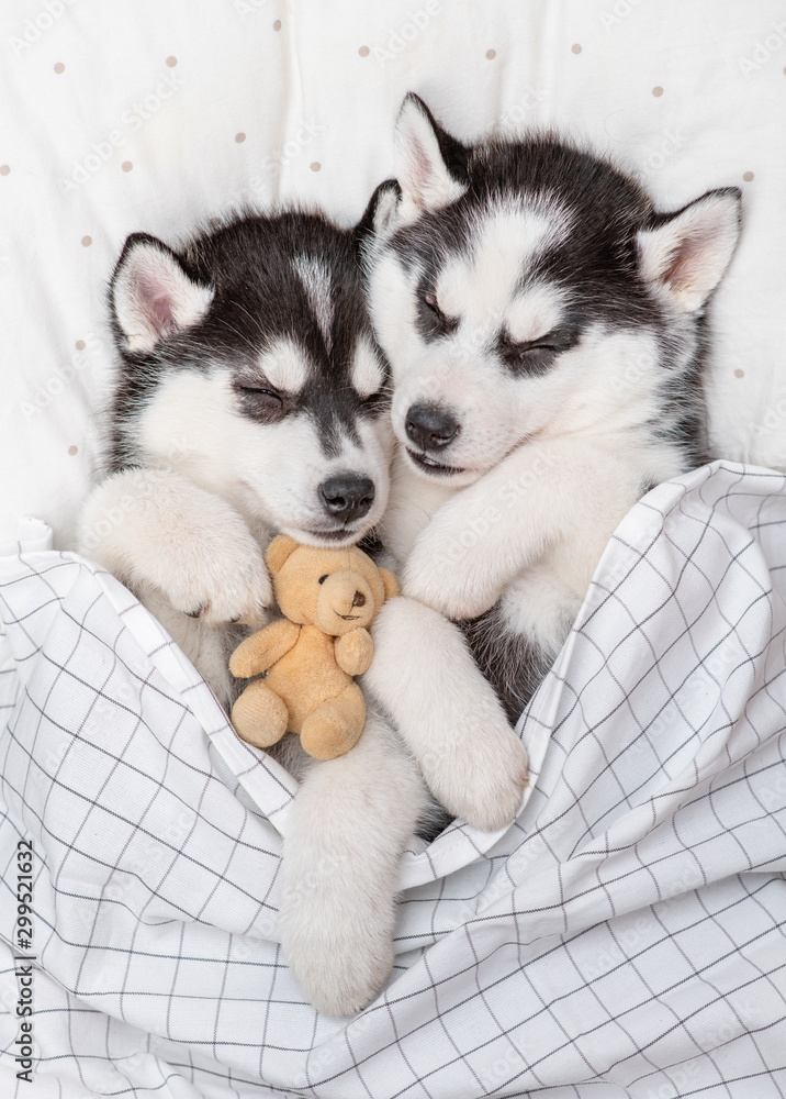 Two cute Siberian Husky puppies sleep together with toy bear on pillow under blanket at home. Top view Two cute Siberian Husky puppies sleep together with toy bear on pillow under blanket at home. Top view