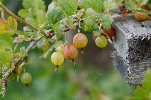 garden berries gooseberries on a branch close up