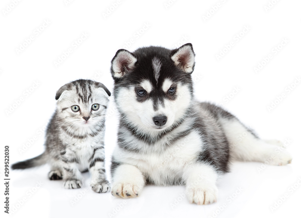 Siberian Husky puppy and scottish kitten look at camera together. isolated on white background