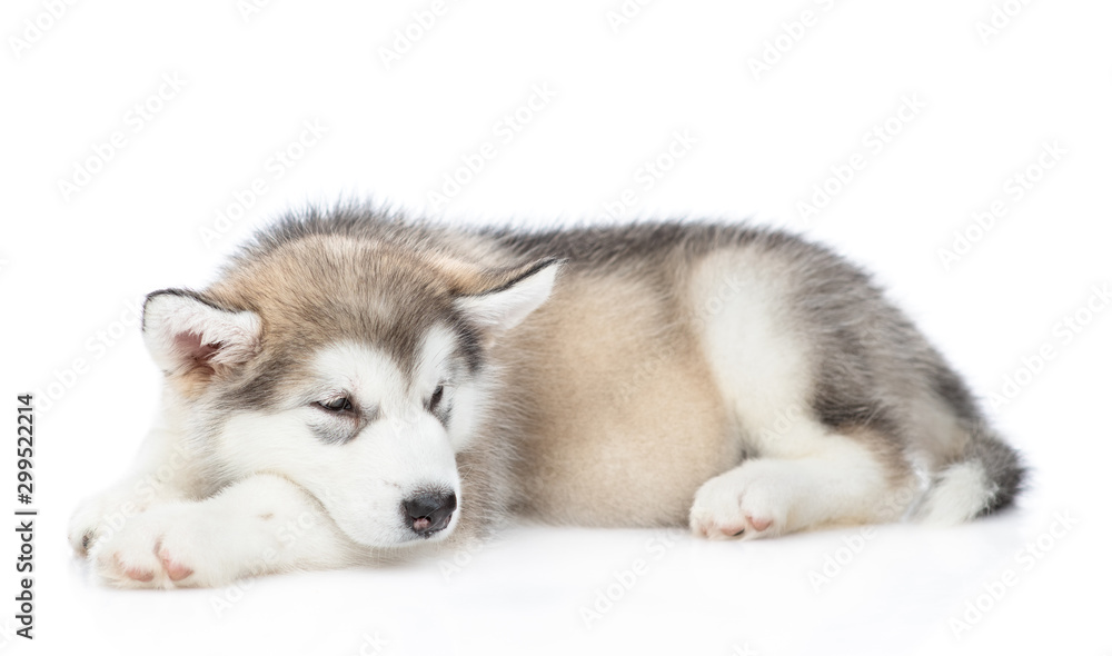 Sad alaskan malamute puppy lies and looks away. isolated on white background