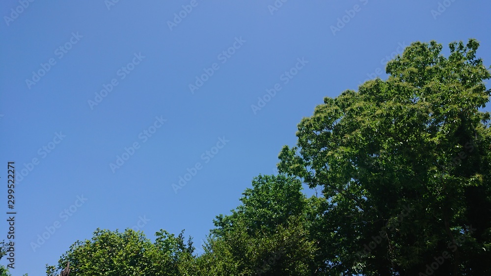 樹木と青空 樹木と青空