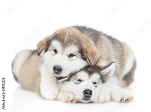 Two playful alaskan malamute puppies look at camera. isolated on white background