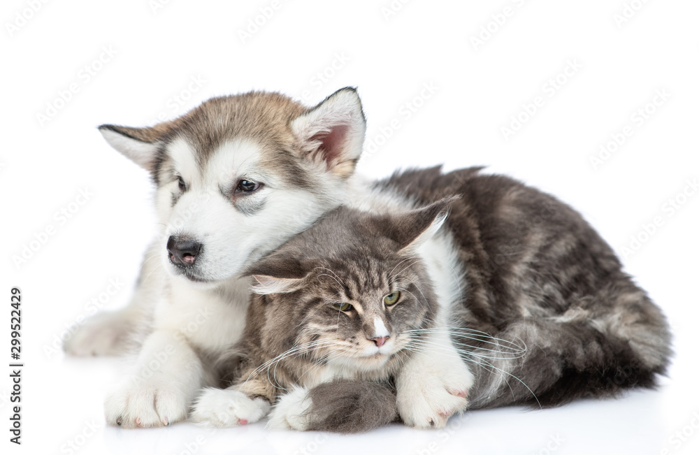 Young Alaskan malamute puppy hugs adult maine coon cat. isolated on white background Young Alaskan malamute puppy hugs adult maine coon cat. isolated on white background