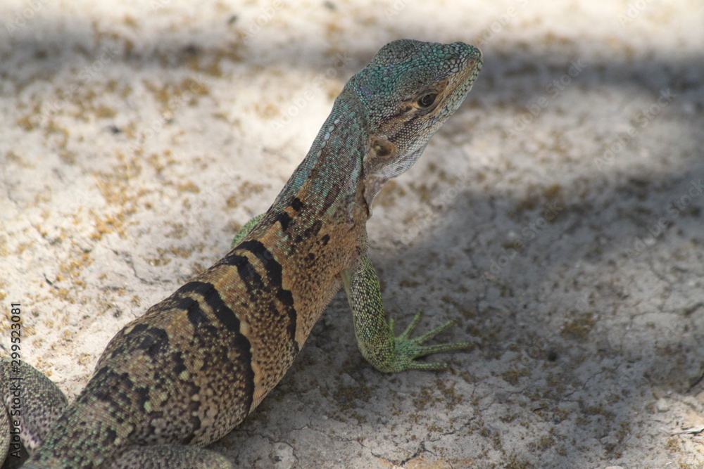 Fototapeta premium iguane orange vert et bleu