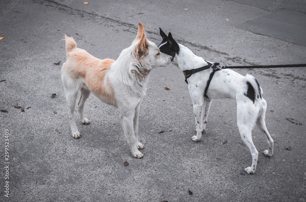Two dogs met on the road, one wants a mating