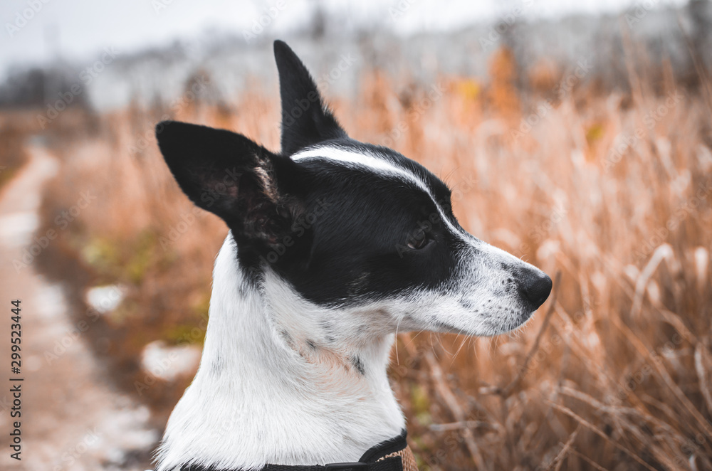 Modest basenji dog on a background of a beautiful field, portrait photo