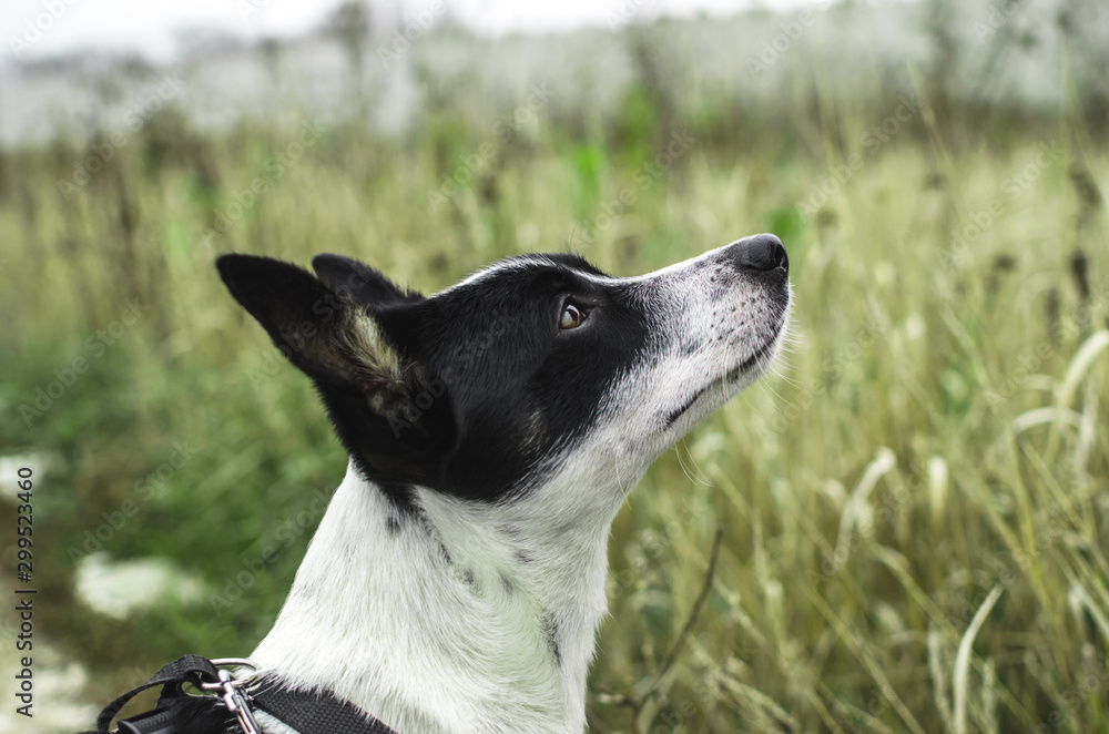 Basenji dog on a background of a beautiful green field, portrait photo