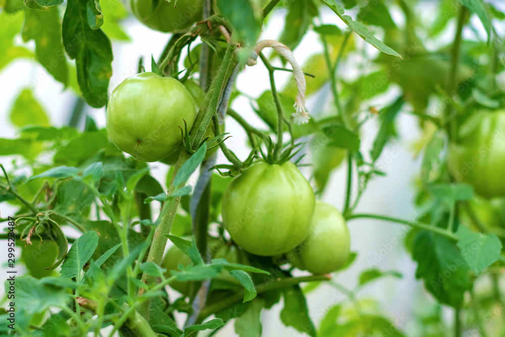 Bunch of green tomatoes supported by a rope in a garden or greenhouse / selective focus