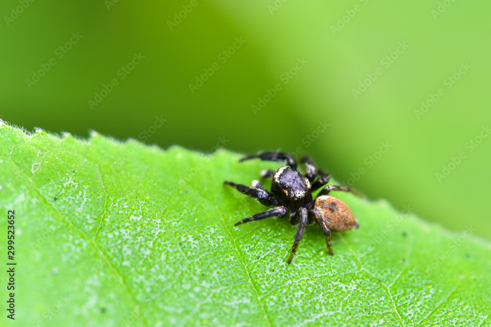 Close-up of various insects that inhabit wild plants Close-up of various insects that inhabit wild plants