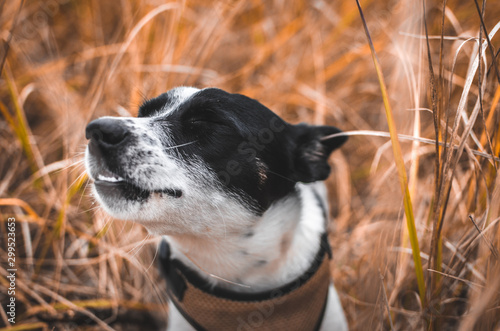 Very happy dog with cuddly ears closed eyes in the field, portrait in the field