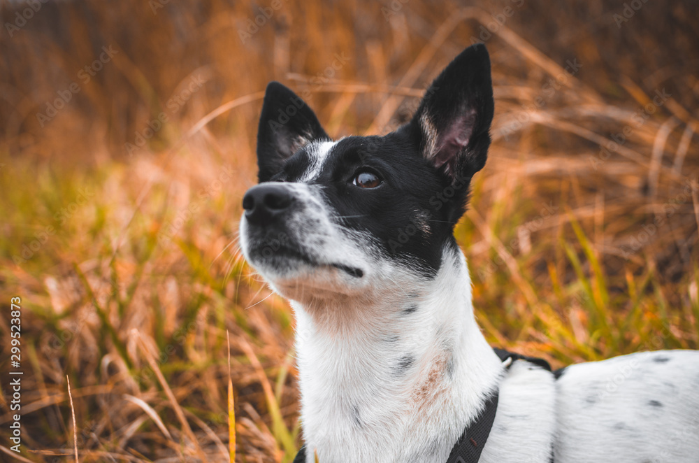 Dog in atmospheric field, portrait of basenji