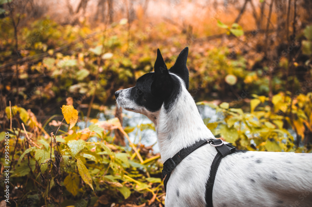 Travel dog in a beautiful autumn forest, photo from the back, basenji Travel dog in a beautiful autumn forest, photo from the back, basenji
