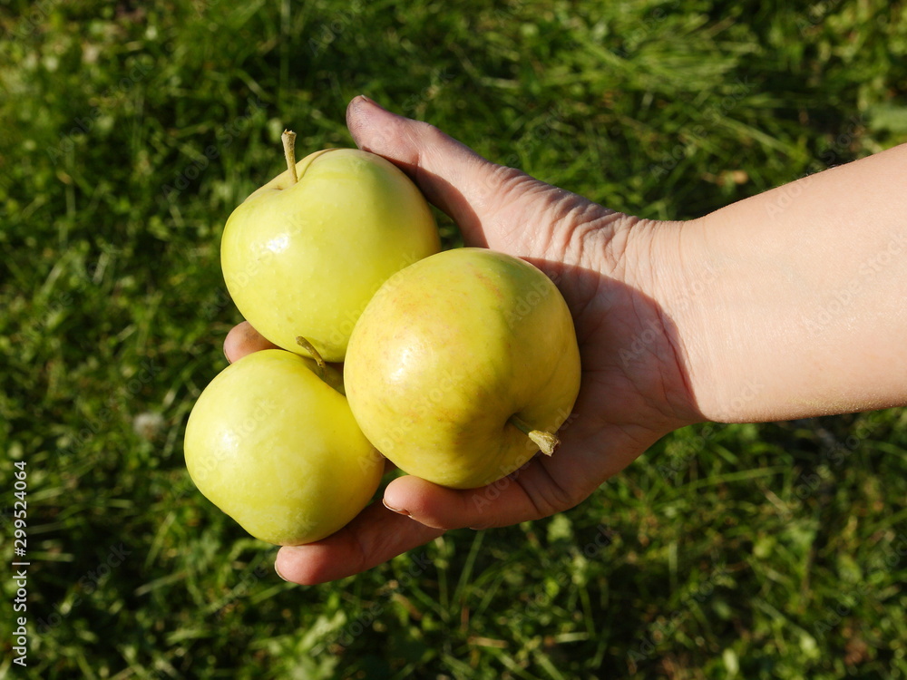 Green apples in the hands of a man. Green apples in the hands of a man.