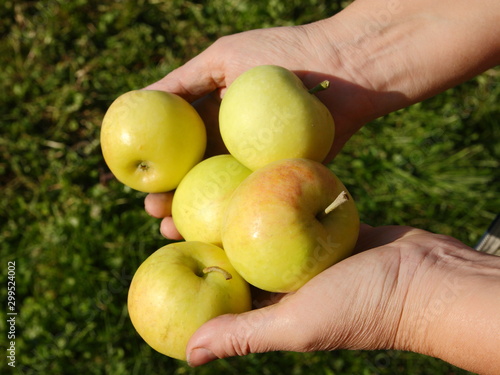 Green apples in the hands of a man.