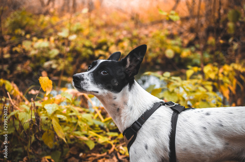 Humble dog in a beautiful autumn forest, basenji