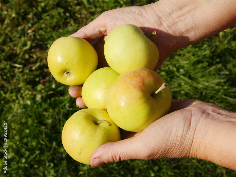 Green apples in the hands of a man. Green apples in the hands of a man.