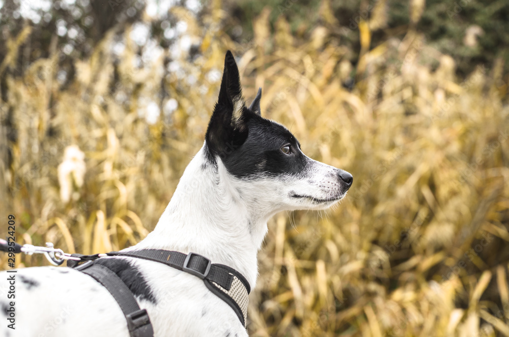 Basenji dog on a background of yellow field and spikelets in profile