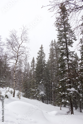 Beautiful winter forest. Zyuratkul national Park, Chelyabinsk region, South Ural, Russia