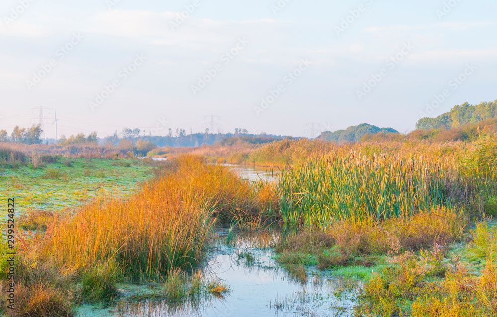 Reed along the edge of a lake in sunlight at sunrise in autumn