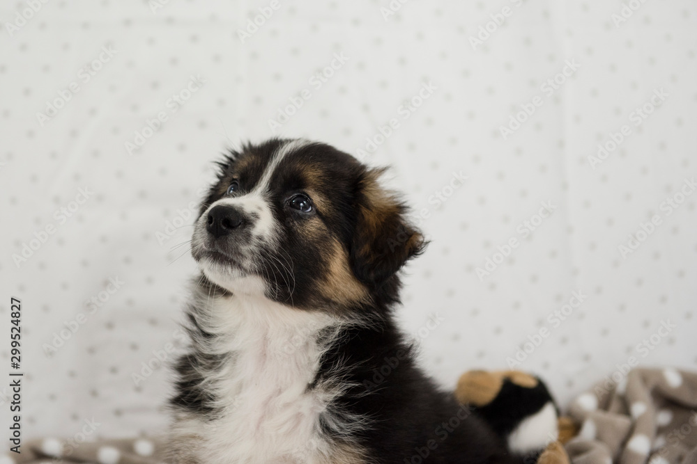Obraz premium Cucciolo border collie