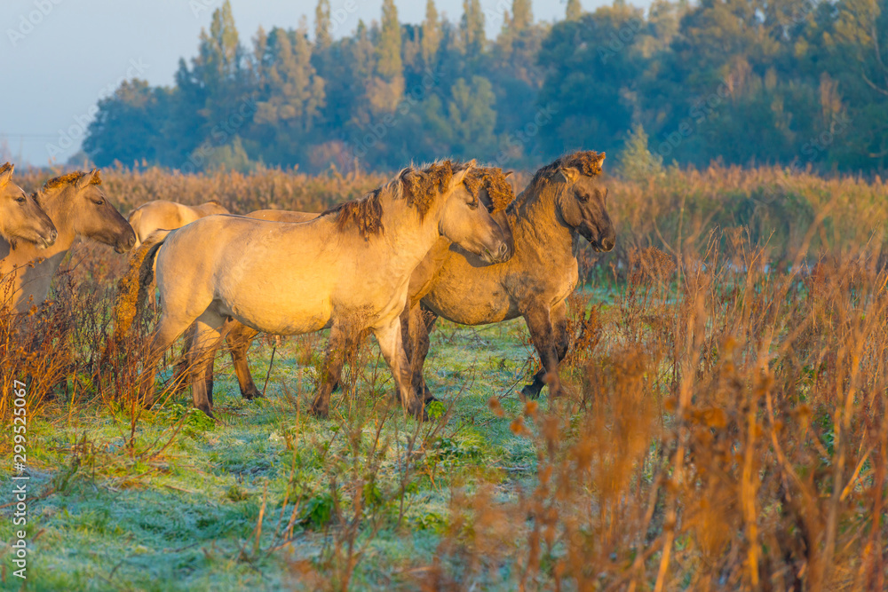 Fototapeta premium Horses in a field in wetland in sunlight at sunrise in autumn