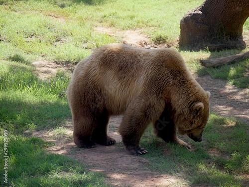 Big grizzly bear walking on green grassy area