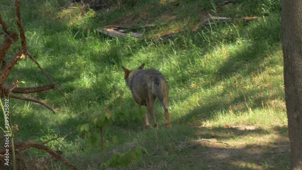 Wild male or female wolf walking or running in the forest green grass summer time close to the trees Wild male or female wolf walking or running in the forest green grass summer time close to the trees
