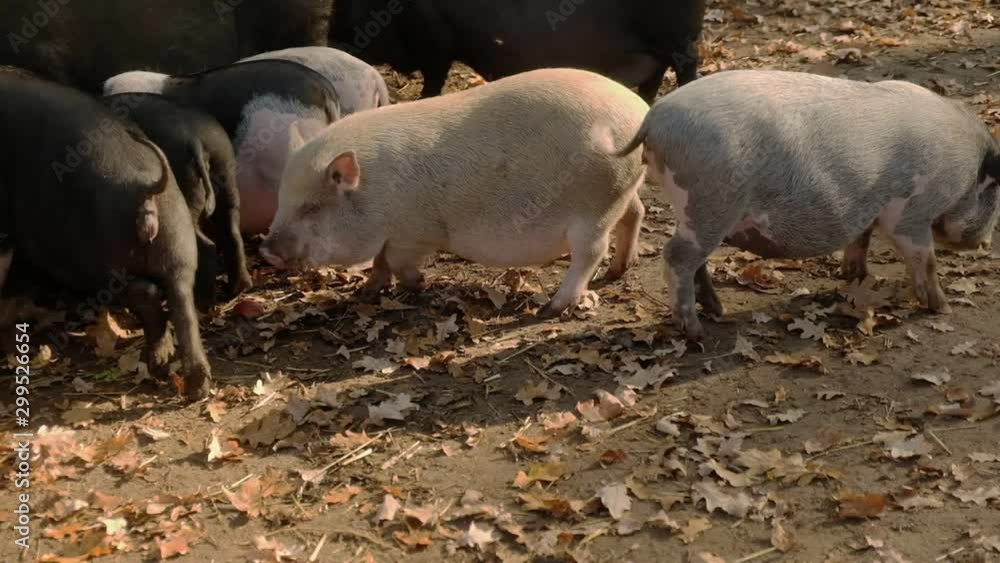 Pig and farm animal, agriculture, pork food farming, piglet. Pig and farm animal, agriculture, pork food farming, piglet.