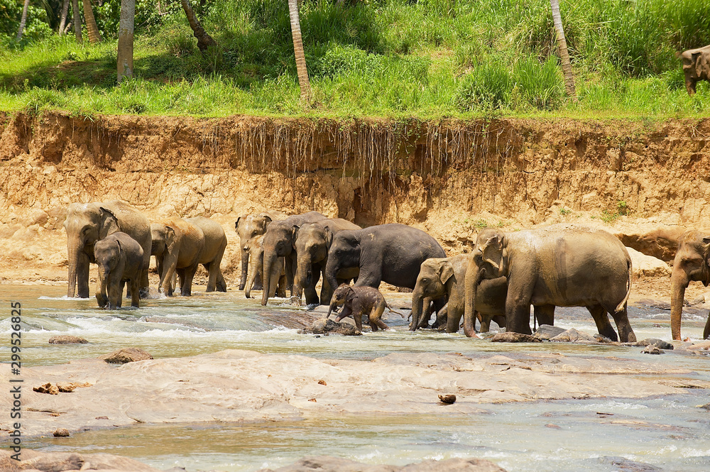 Herd of Indian eephants with babies crosses river in Pinnawala, Sri Lanka. Herd of Indian eephants with babies crosses river in Pinnawala, Sri Lanka.