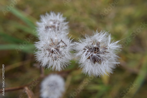Field dandelion