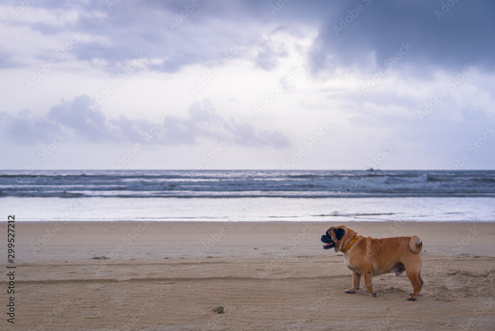 pug in beach