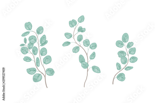 Eucalyptus gunnii branches realistic vector illustrations set