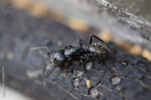 Wild ant © Михаил Зайлер