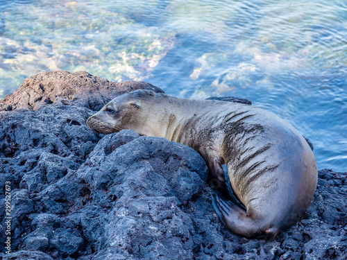 Galapagos wildlife