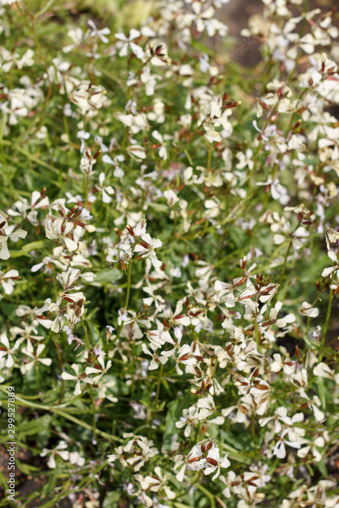 natural texture of small white wildflowers