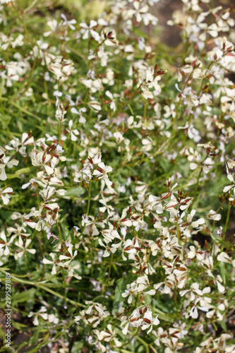 natural texture of small white wildflowers